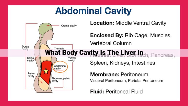 what body cavity is the liver in