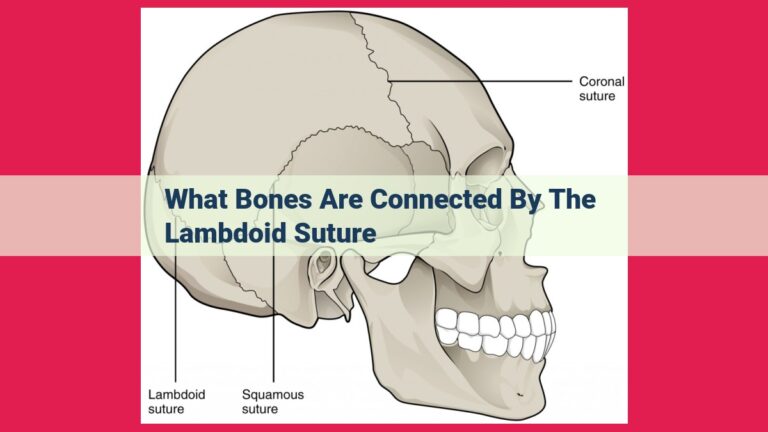 what bones are connected by the lambdoid suture