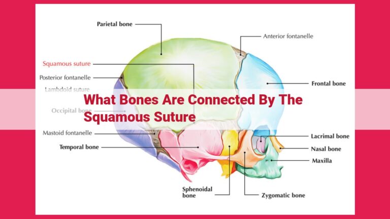 what bones are connected by the squamous suture