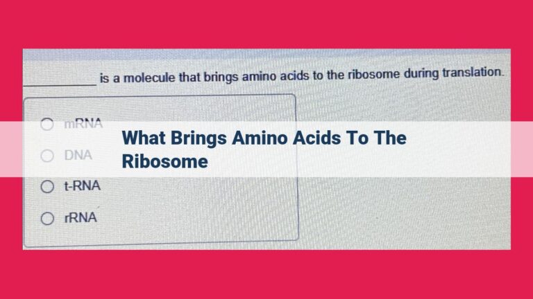 what brings amino acids to the ribosome