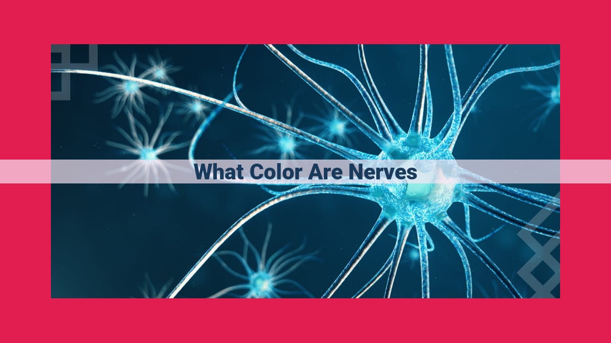 what color are nerves