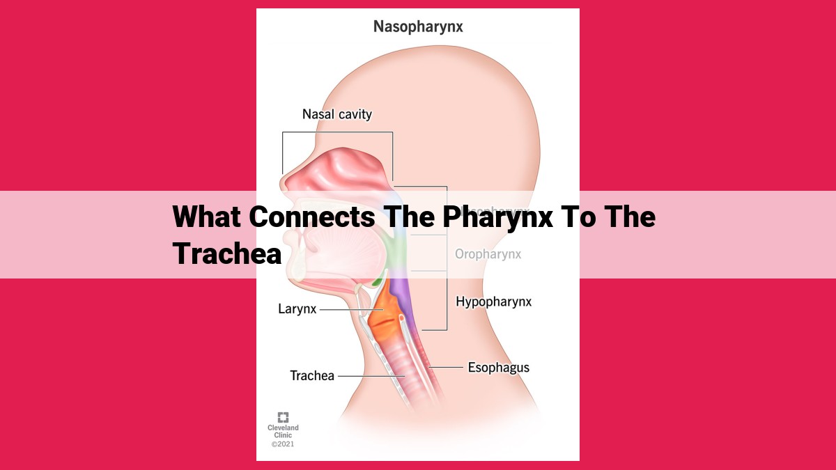 what connects the pharynx to the trachea