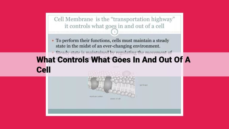 what controls what goes in and out of a cell