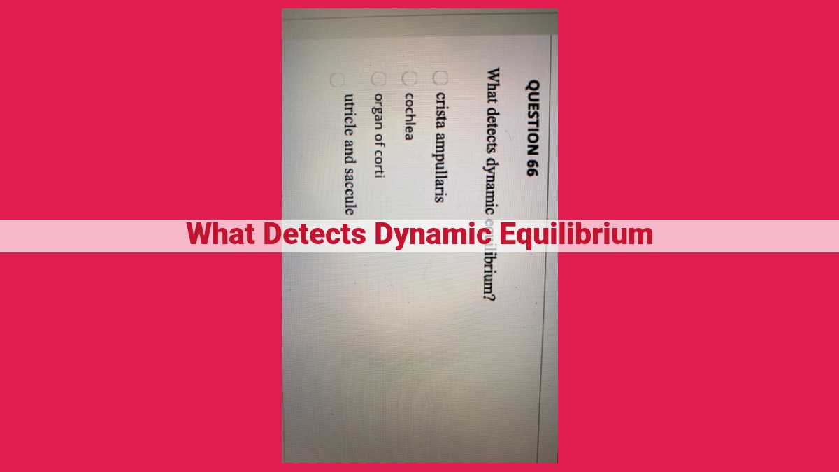 what detects dynamic equilibrium