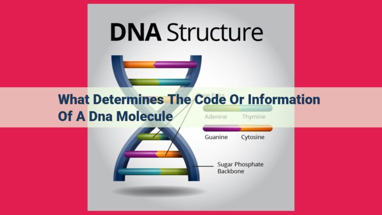 what determines the code or information of a dna molecule