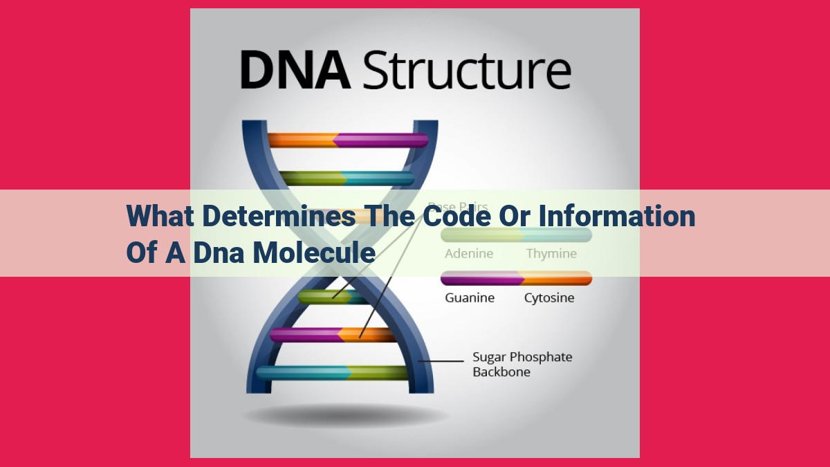 what determines the code or information of a dna molecule