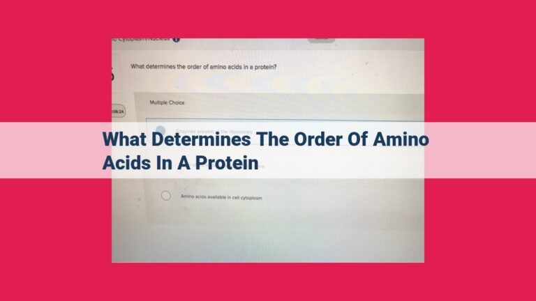 what determines the order of amino acids in a protein