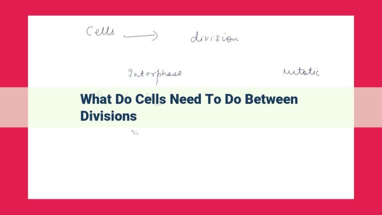 what do cells need to do between divisions