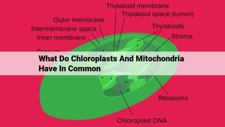 what do chloroplasts and mitochondria have in common