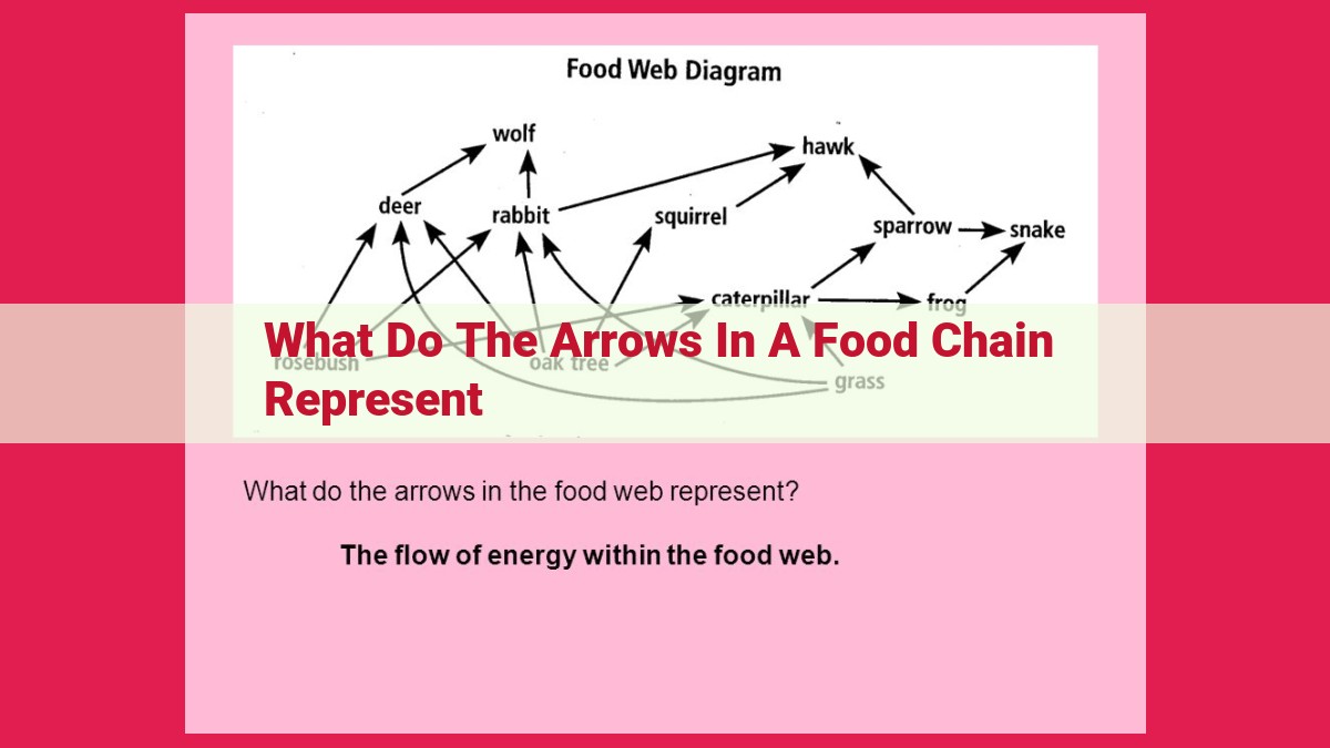 what do the arrows in a food chain represent