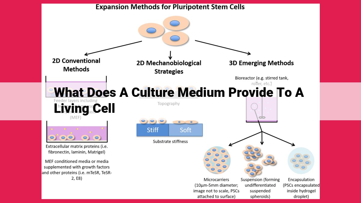 what does a culture medium provide to a living cell