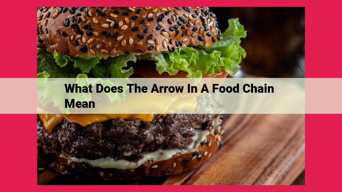 what does the arrow in a food chain mean