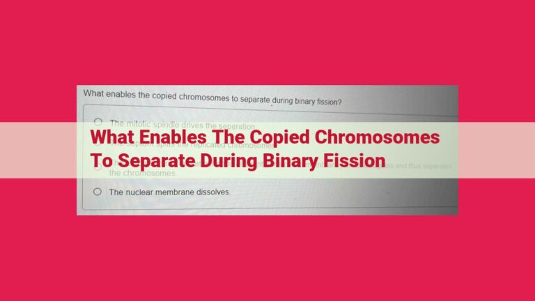 what enables the copied chromosomes to separate during binary fission