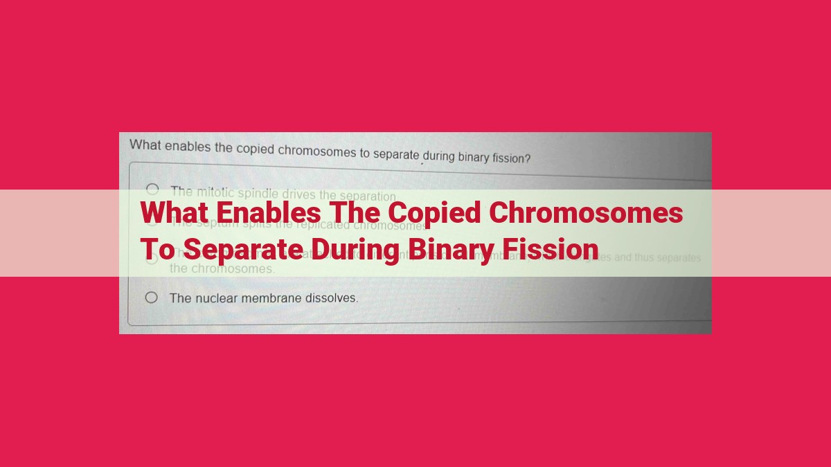 what enables the copied chromosomes to separate during binary fission