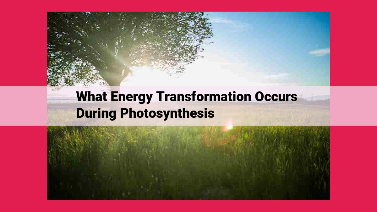 what energy transformation occurs during photosynthesis