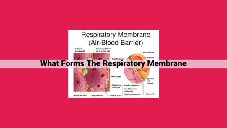 what forms the respiratory membrane