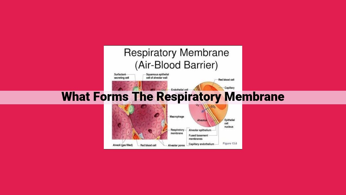 what forms the respiratory membrane