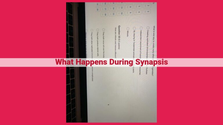 what happens during synapsis