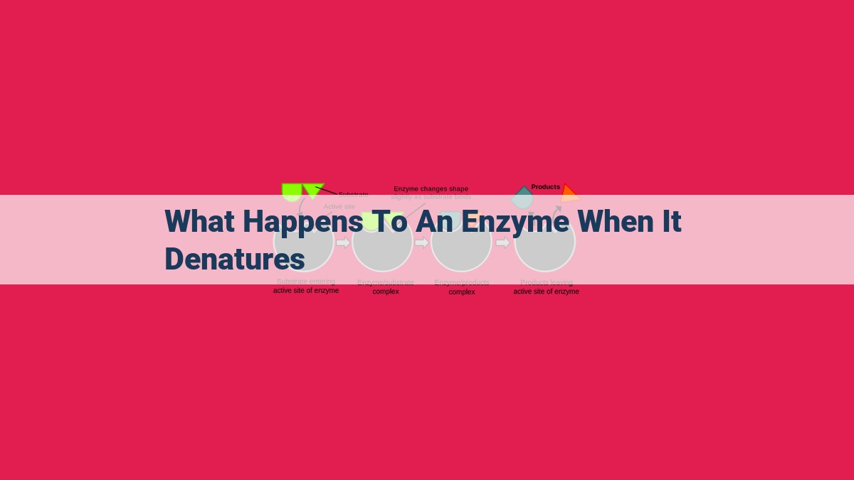 what happens to an enzyme when it denatures