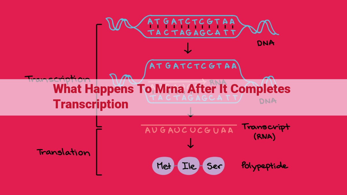 what happens to mrna after it completes transcription