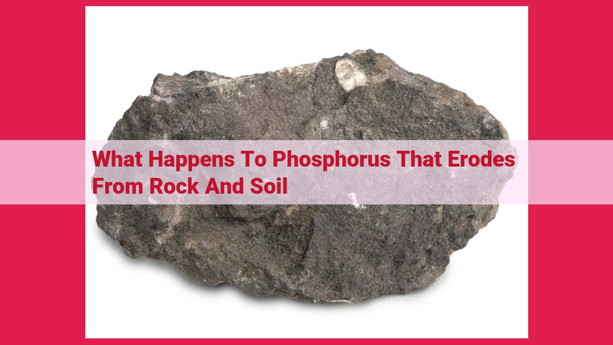 what happens to phosphorus that erodes from rock and soil