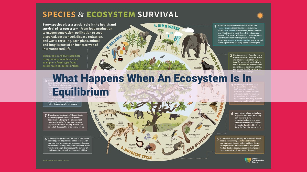 what happens when an ecosystem is in equilibrium