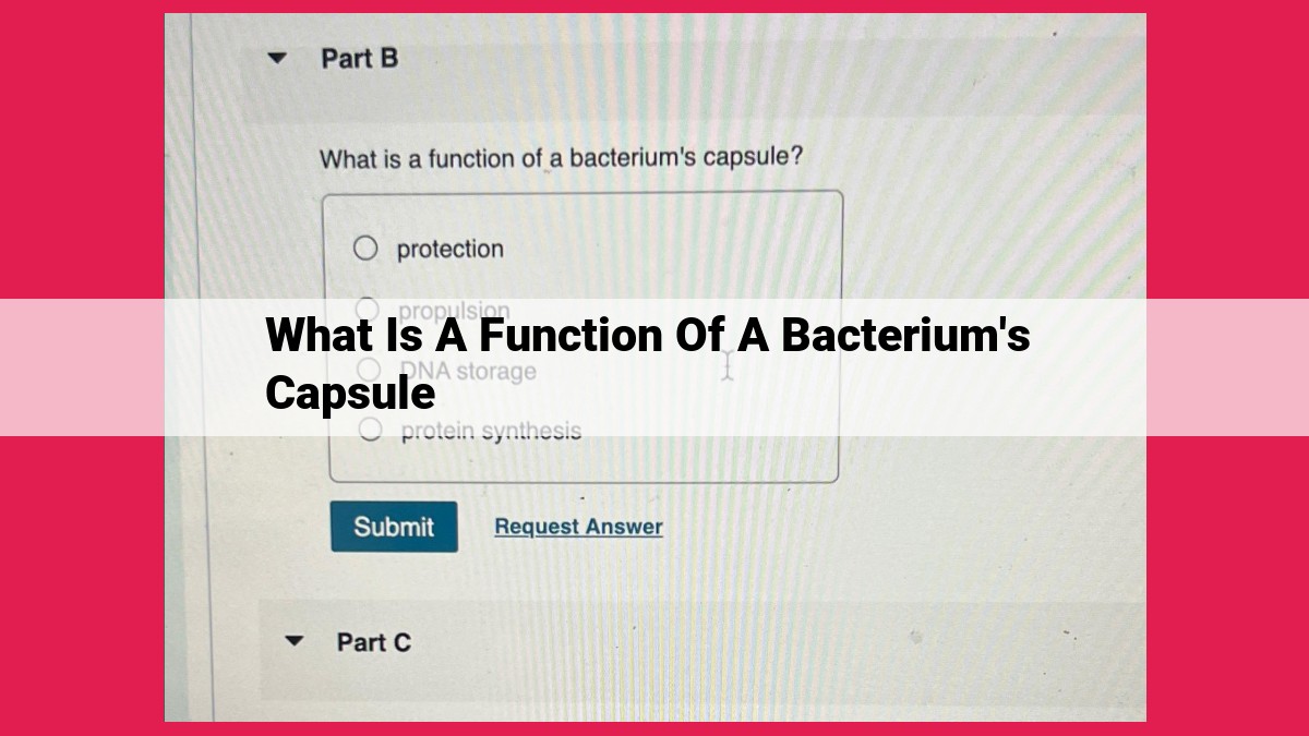 what is a function of a bacterium's capsule