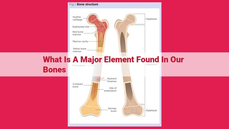 what is a major element found in our bones