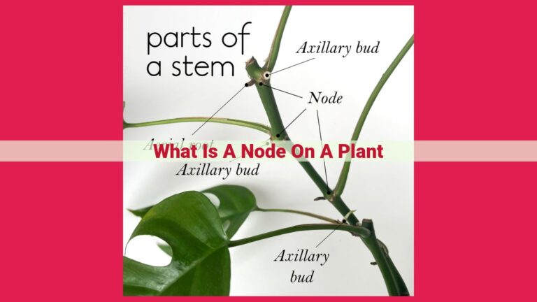 what is a node on a plant