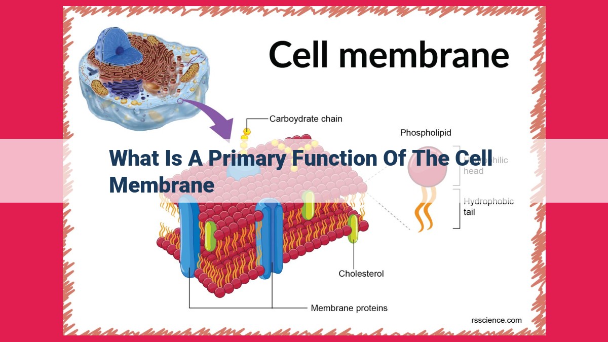 what is a primary function of the cell membrane