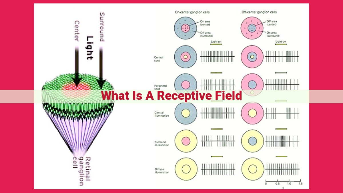 what is a receptive field