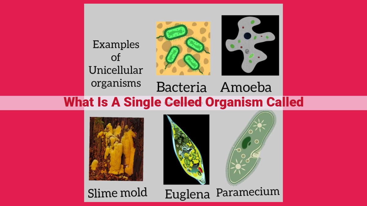 what is a single celled organism called