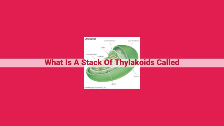 what is a stack of thylakoids called