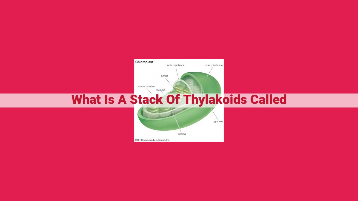 what is a stack of thylakoids called