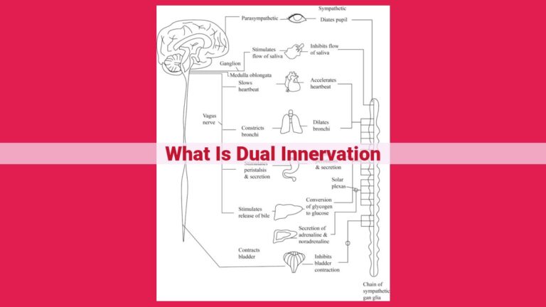 what is dual innervation