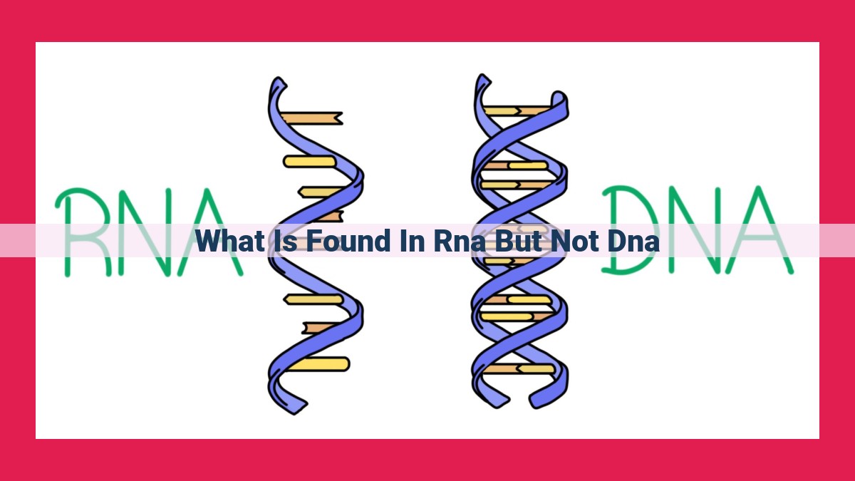 what is found in rna but not dna