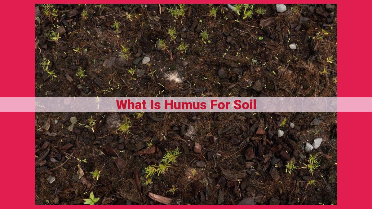 what is humus for soil