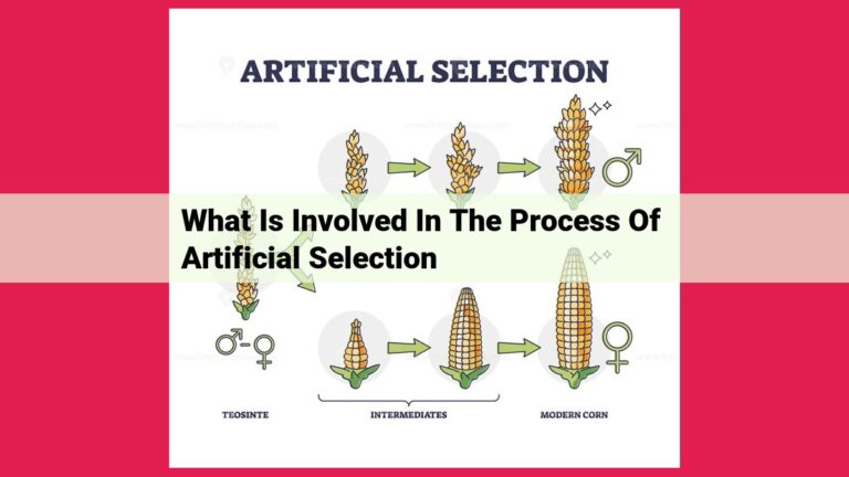 what is involved in the process of artificial selection