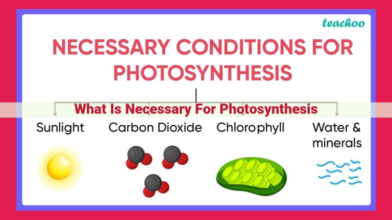 what is necessary for photosynthesis