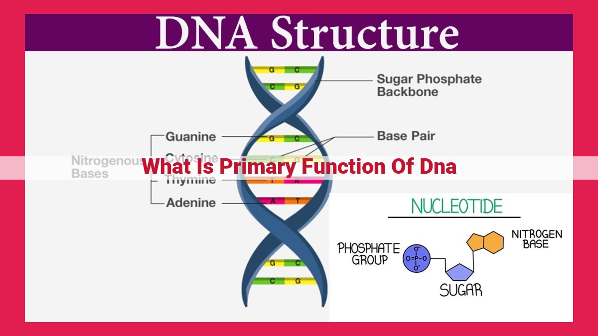 what is primary function of dna