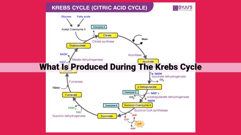 what is produced during the krebs cycle