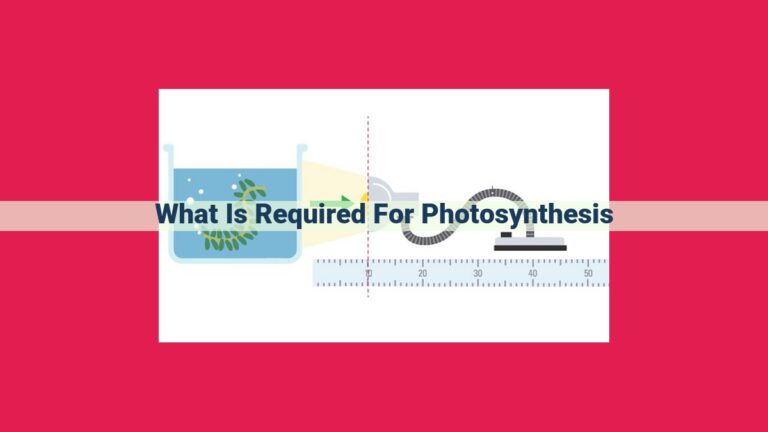 what is required for photosynthesis