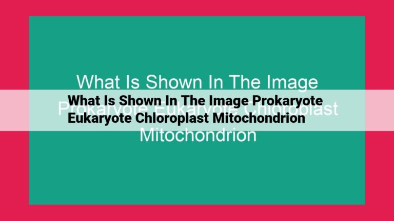 what is shown in the image prokaryote eukaryote chloroplast mitochondrion