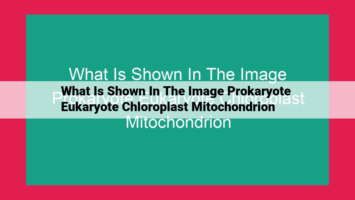 what is shown in the image prokaryote eukaryote chloroplast mitochondrion