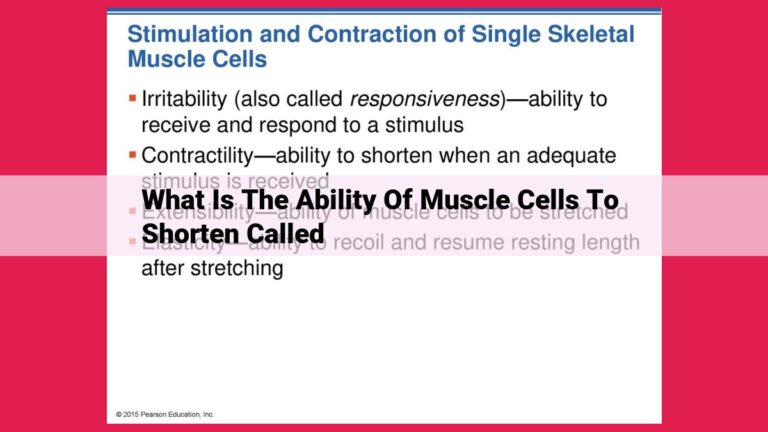 what is the ability of muscle cells to shorten called