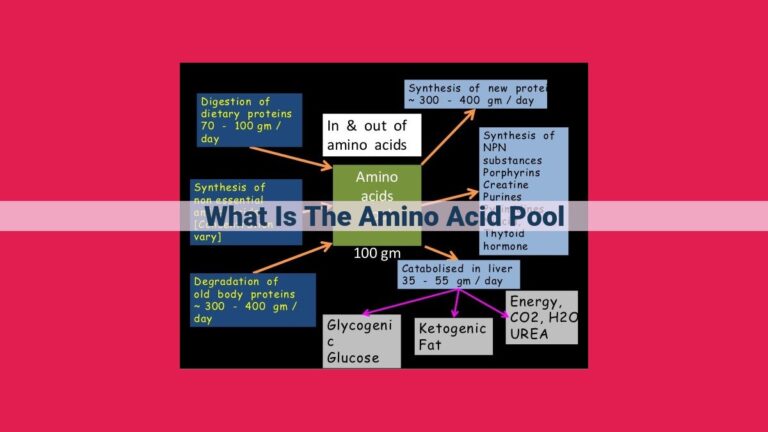 what is the amino acid pool