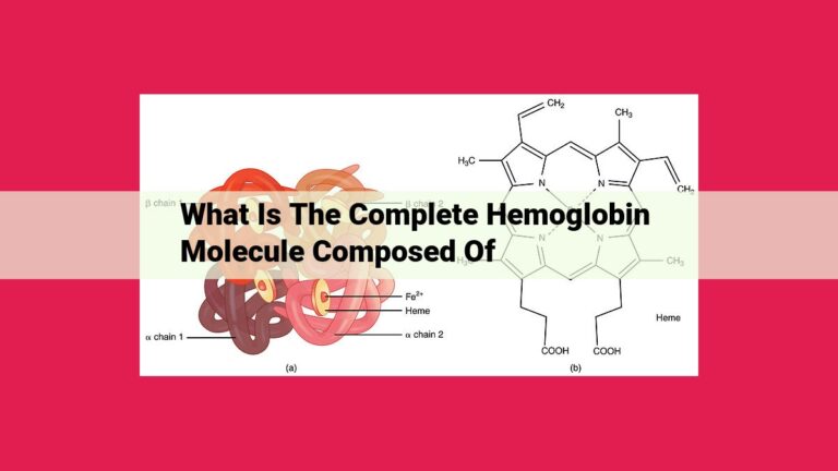 what is the complete hemoglobin molecule composed of