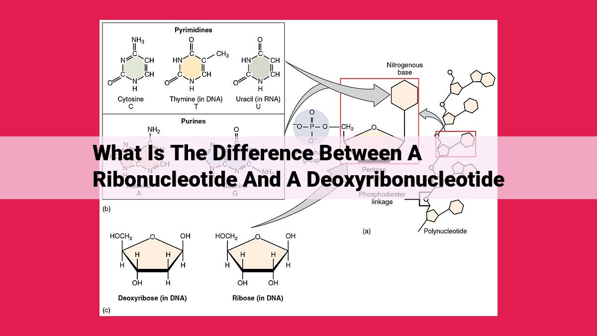 what is the difference between a ribonucleotide and a deoxyribonucleotide