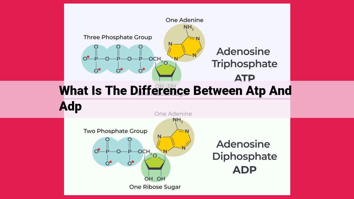 what is the difference between atp and adp