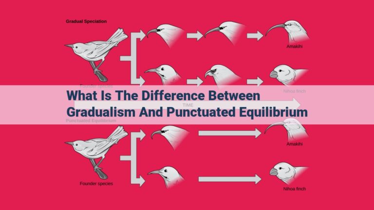 what is the difference between gradualism and punctuated equilibrium